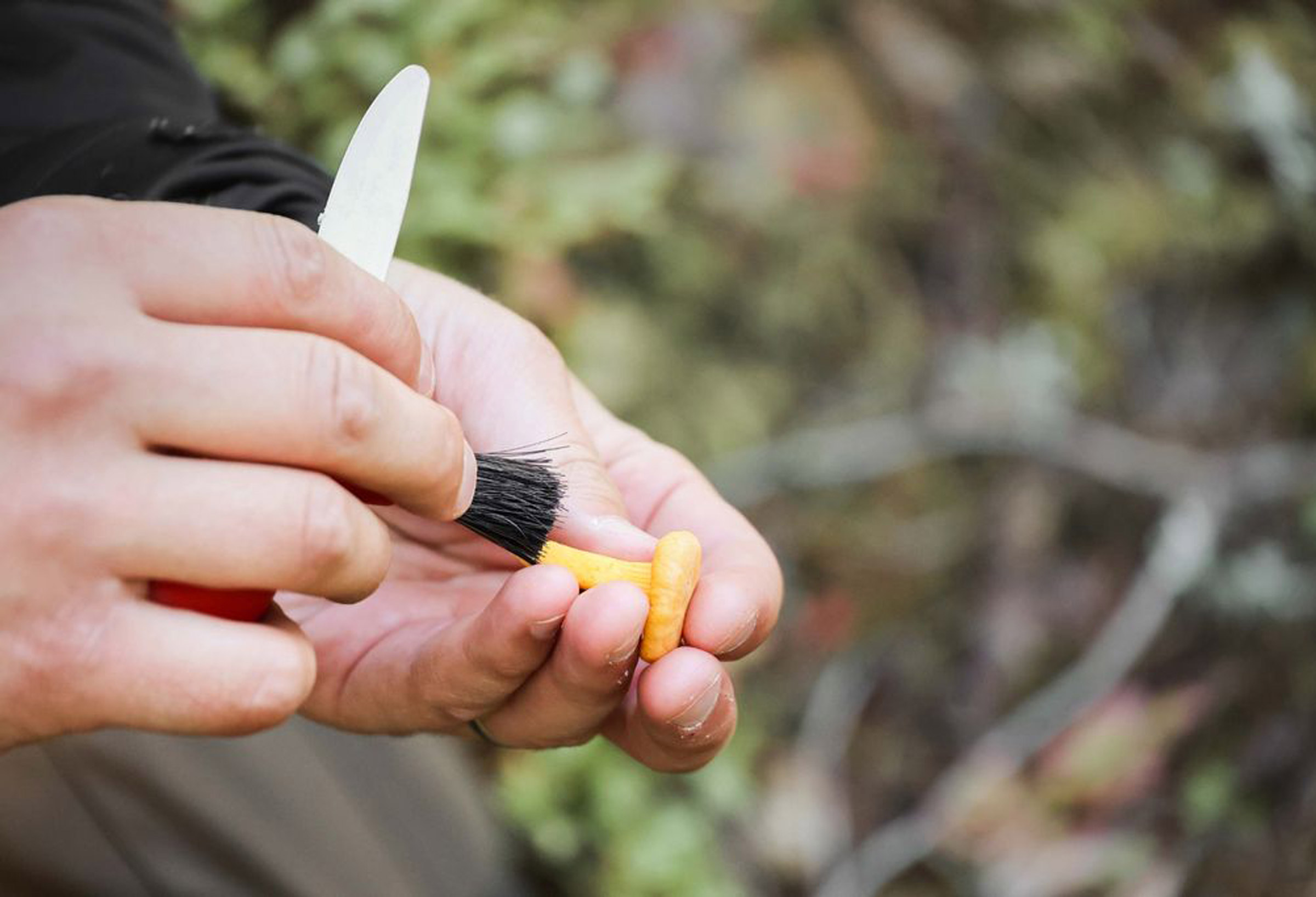 Karl-Johan Mushroom Knife (S) Svampekniv